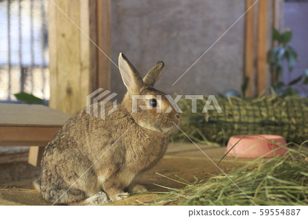 Omuta City Omuta City Zoo Rabbit Omuta City Omuta City Zoo Rabbit 59554887
