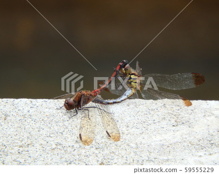 Autumn dragonfly mating 59555229