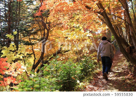 The back view of a person climbing a mountain path with autumn leaves - Autumn leaf viewing The back view of a person climbing a mountain path with autumn leaves - Autumn leaf viewing 59555830