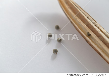 黃秋葵種子 黃秋葵種子 59555914
