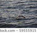 seagull 59555915