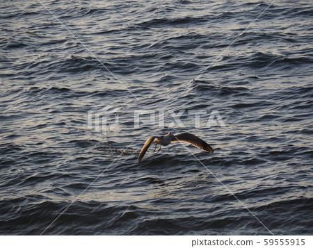 seagull seagull 59555915