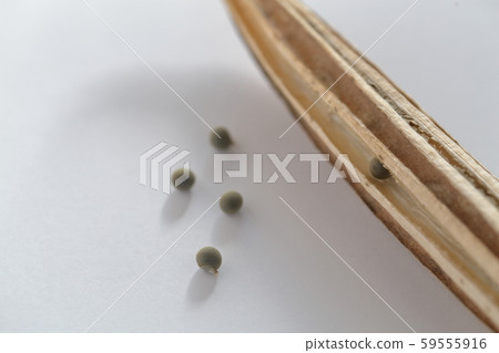 Okra Seeds Okra Seeds 59555916
