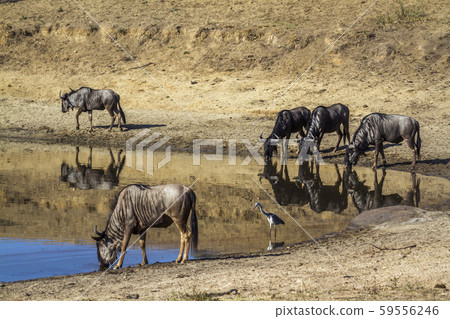 in Kruger National park, South Africa 59556246