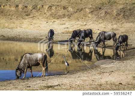 in Kruger National park, South Africa in Kruger National park, South Africa 59556247