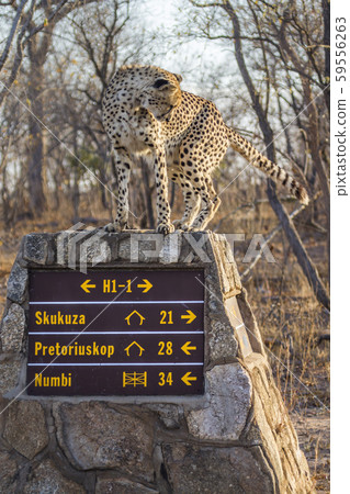 Cheetah in Kruger National park, South Africa 59556263