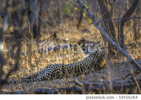Cheetah in Kruger National park, South Africa Cheetah in Kruger National park, South Africa 59556264