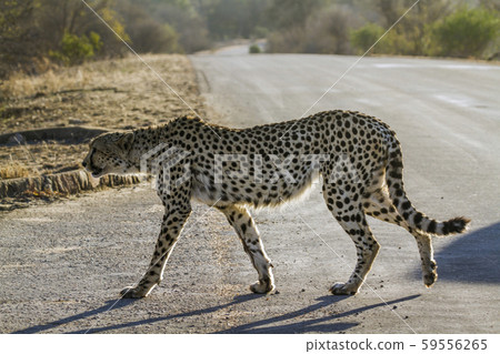 Cheetah in Kruger National park, South Africa 59556265