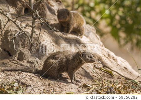 common dwarf mongoose in Kruger National park, 59556282