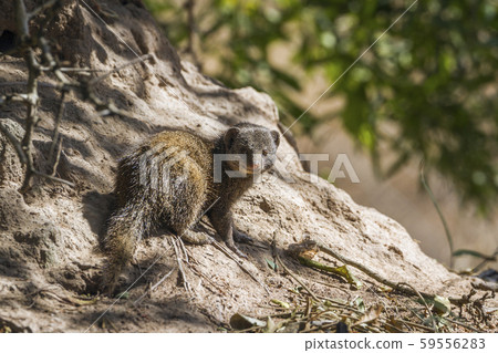 common dwarf mongoose in Kruger National park, common dwarf mongoose in Kruger National park, 59556283