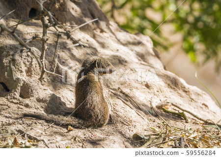 common dwarf mongoose in Kruger National park, 59556284