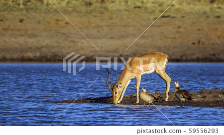 Common Impala and egyptian goose in Kruger Common Impala and egyptian goose in Kruger 59556293