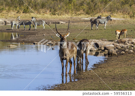 in Kruger National park, South Africa in Kruger National park, South Africa 59556313