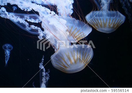 Landscape natural creature jellyfish aquarium red jellyfish 59556514