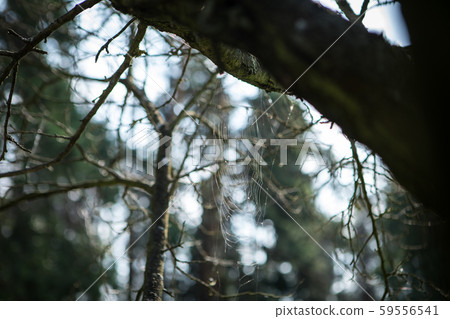 Web with dew on a tree in the autumn forest Web with dew on a tree in the autumn forest 59556541