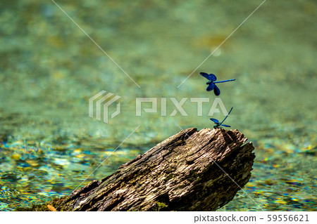 Blue dragonfly near dry tree branch in river water 59556621