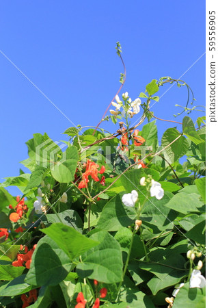 Beans and leaves and vines that shine in the blue sky, purple flower beans, white flower beans 59556905