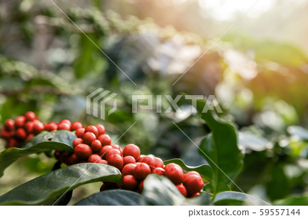 Coffee tree with red coffee berries on cafe plantation. 59557144