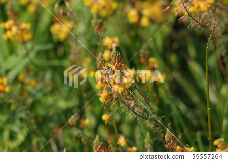 Bruvine Fulteskens (Hana Aloe) 59557264