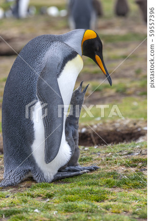 King Penguin and young chick - Falkland Islands 59557396