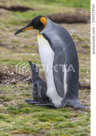 King Penguin and chick - Volunteer Point - Falkland Islands 59557450