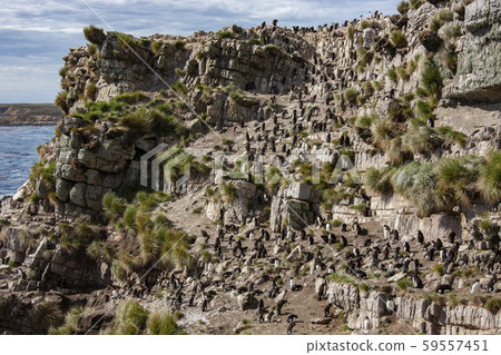 Rockhopper Penguin Colony - Falkland Islands 59557451