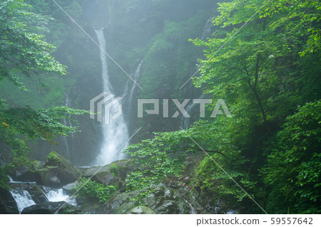 Uramino Falls, Nikko, Tochigi (August) 59557642