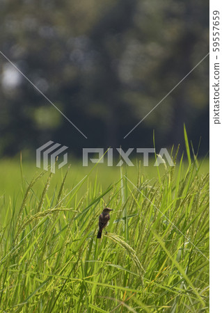 Birds perching on rice fields, green rice fields 59557659