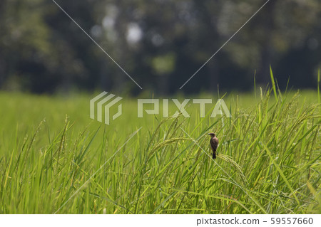Birds perching on rice fields, green rice fields Birds perching on rice fields, green rice fields 59557660