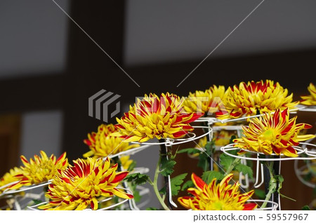 Classic chrysanthemum named Tomiki Classic chrysanthemum named Tomiki 59557967