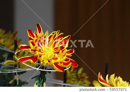 Classic chrysanthemum named Tomiki Classic chrysanthemum named Tomiki 59557971