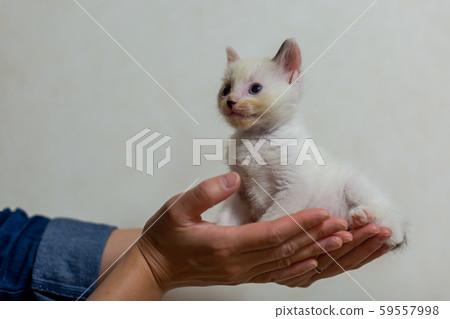 小貓4週齡受保護的貓 59557998