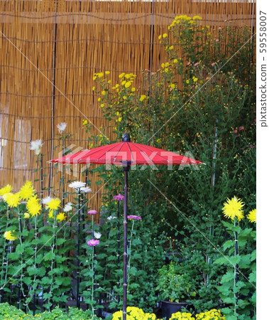 日本雨傘與菊花合作 59558007