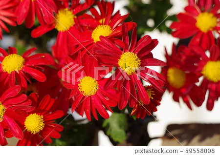 紅色菊花花 紅色菊花花 59558008