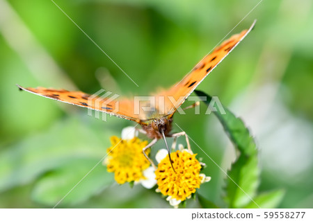 黃鉤蛺蝶 黃鉤蛺蝶 59558277