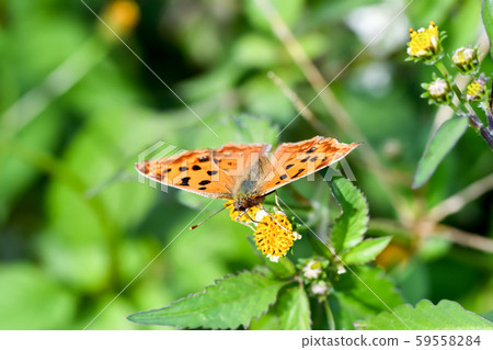 黃鉤蛺蝶 黃鉤蛺蝶 59558284