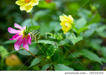 Spider haymaker on the leaves of a flower 59558344