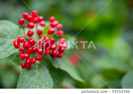 Berries red-black wayfaring tree - Viburnum lantana Berries red-black wayfaring tree - Viburnum lantana 59558346