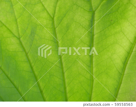 Lotus leaf Lotus leaf 59558563
