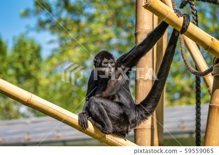 The black-headed spider monkey, Ateles fusciceps is a species of spider monkey 59559065