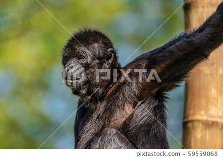The black-headed spider monkey, Ateles fusciceps is a species of spider monkey 59559068