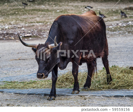 Heck cattle, Bos primigenius taurus or aurochs in the zoo 59559156