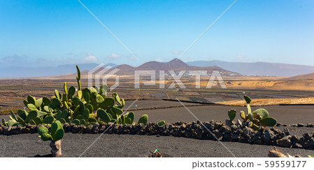 Dry volcanic ccultivated fields and cactus Lanzarote island Spain 59559177