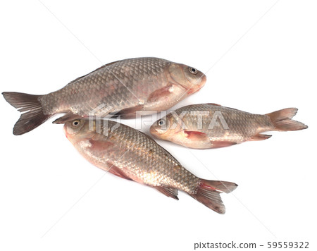 Three crucian carps on a white background Three crucian carps on a white background 59559322