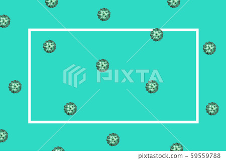 Pattern made beautiful green succulent isolated on white background. 59559788