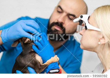 Professional veterinary examination  a dogs 59560392
