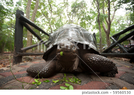 Aldabra giant tortoise from Zanzibar conservation Aldabra giant tortoise from Zanzibar conservation 59560530