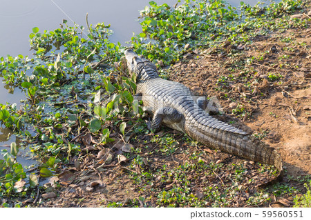 caiman which heats up in the morning sun. 59560551