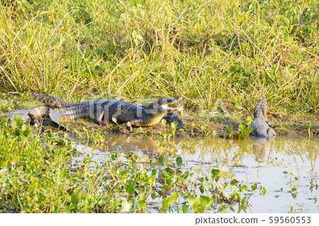caiman which heats up in the morning sun. 59560553