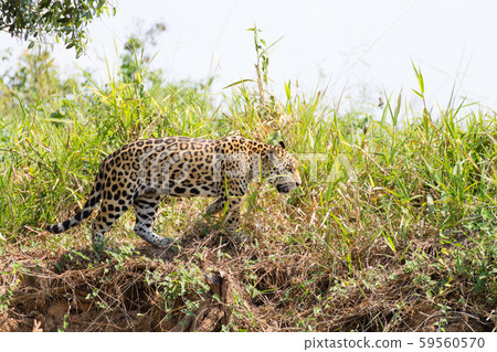 Jaguar from Pantanal, Brazil Jaguar from Pantanal, Brazil 59560570